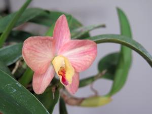 Cattleya Sparkle