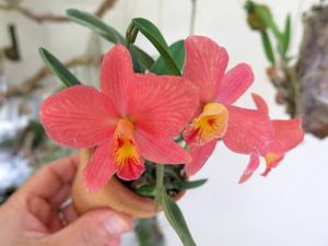 Cattleya Sparkle