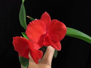 Cattleya Minipet