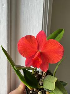 Cattleya Minipet