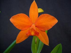 Cattleya Valda