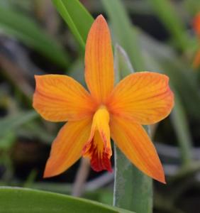 Cattleya Valda