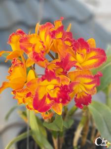 Cattlianthe Barefoot Mailman