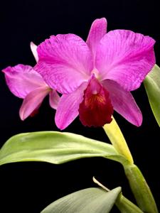 Cattleya Bellicent