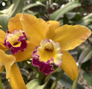 Cattlianthe Hawaiian Starlet