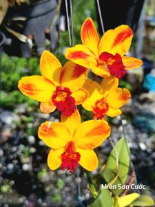 Cattlianthe Orglade's Early Harvest