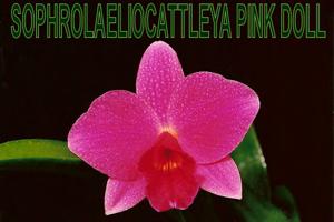 Cattleya Pink Doll