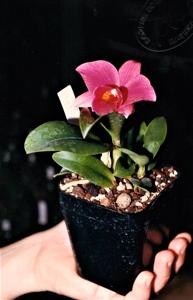 Cattleya Pink Doll