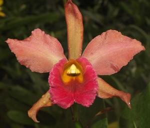 Cattlianthe Tutankamen