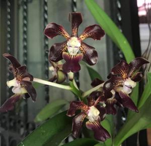 Vanda Bangkok Brown