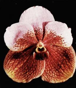 Vanda Bill Sutton