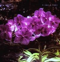 Vanda Bonnie Blue Fukumura