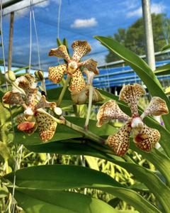 Vanda Burgeffii