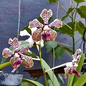 Vanda Burgeffii