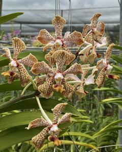 Vanda Burgeffii