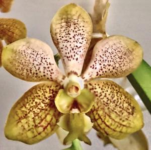 Vanda Denisander