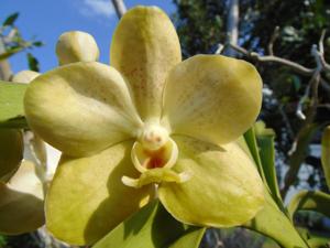 Vanda Denisander