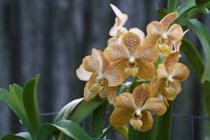 Vanda Denisander