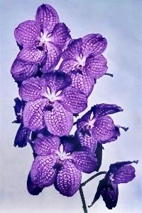 Vanda Hilo Blue