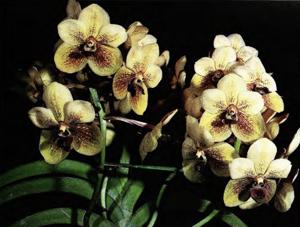 Vanda Hilo Queen