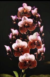 Vanda Hilo Queen