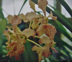 Vanda Julia Sideris