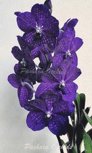 Vanda Kapiolea