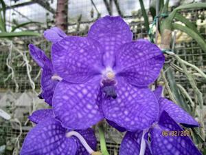 Vanda Kapiolea