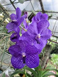 Vanda Kapiolea