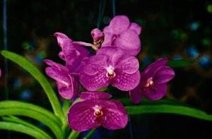 Vanda Keeree's Delight