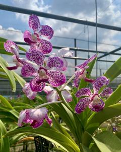 Vanda Manisaki