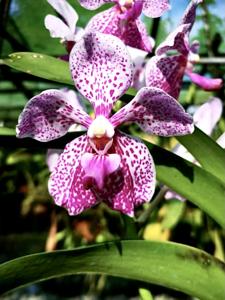 Vanda Manisaki