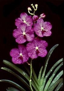 Vanda Manuvadee