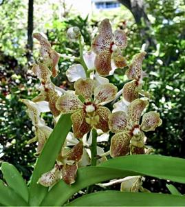 Vanda Mary Foster