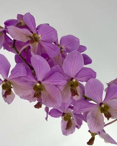 Papilionanda Maurice Restrepo