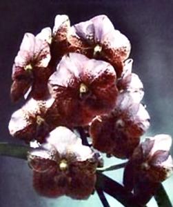 Vanda Ohuohu