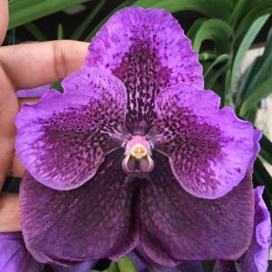 Vanda Robert's Delight