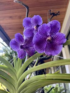 Vanda Robert's Delight