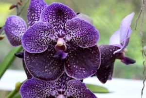 Vanda Robert's Delight