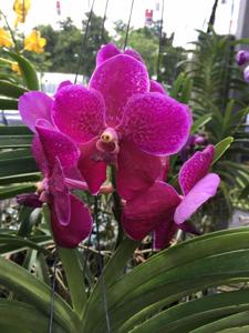 Vanda Robert's Delight