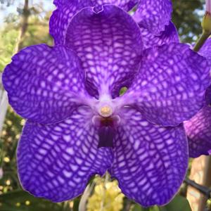 Vanda Sansai Blue