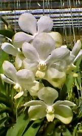 Vanda Thanantess