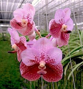 Vanda Thonglorsand