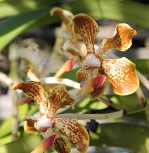 Vanda Trimerrill