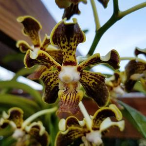 Vanda Trimerrill