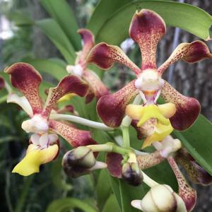 Vanda Trimerrill