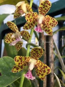 Phalaenopsis Little One