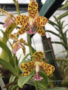 Phalaenopsis Little One