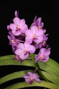 Vandachostylis Precious