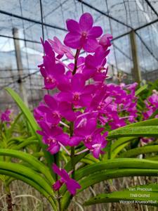 Vandachostylis Precious